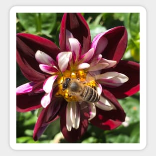 Dahlia Floral Delight - Save the the Bees and Our Planet! Sticker